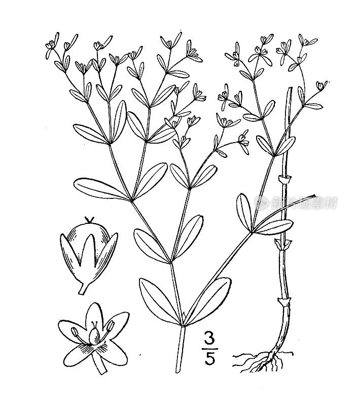 古董植物学植物插图:加拿大Anychia Canadensis，细长的有叉的繁缕